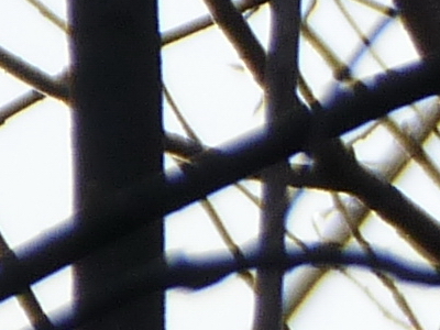 Panasonic Lumix FZ45 a FZ100: na vrcholu