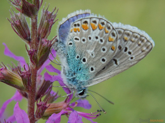 Nikon Coolpix L810: pro nenáročné