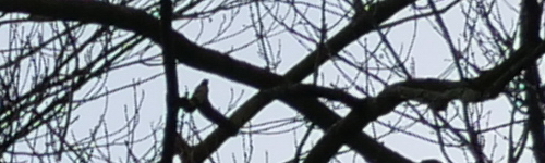 Panasonic Leica DG Summilux 15mm / F1.7 ASPH