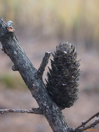 Olympus PEN E-P3: král všech PENů