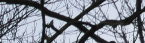 Panasonic Leica DG Summilux 15mm / F1.7 ASPH