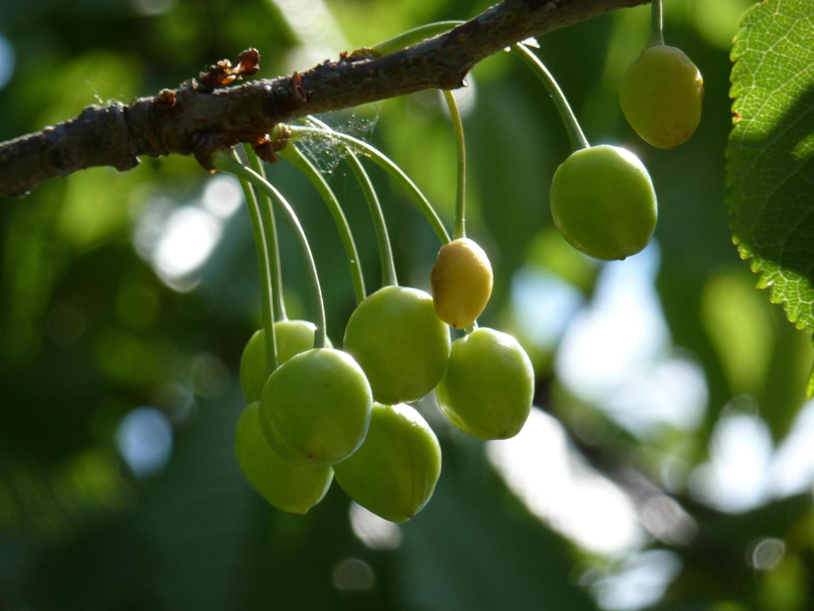 Panasonic Lumix TZ18 vs. TZ20: bitva CCD a CMOS