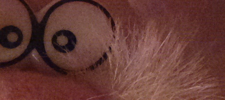 Nokia Lumia 1020 vs. 808 PureView