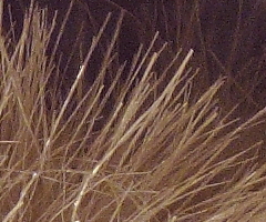 Canon PowerShot G11: géčko, o jakém jsme snili