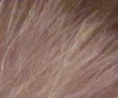 Canon PowerShot SX120 IS: zraje jako víno