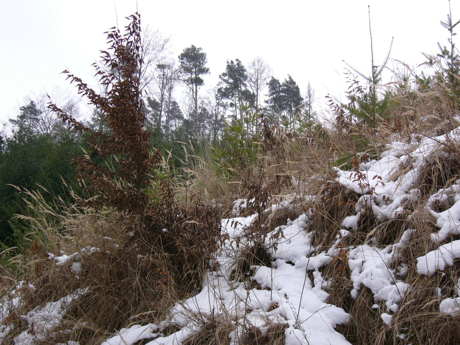 Panasonic Lumix DMC-FX5: Šperk s optickým stabilizátorem