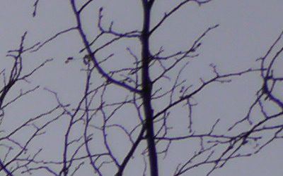 Panasonic LUMIX G VARIO 7-14mm F4.0