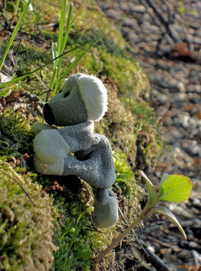 Fotíme s Koalou: Protisvětlo, HDR a odrazné... cokoli