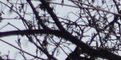 Nikon AF-S NIKKOR DX 55-300mm 1:4.5-5.6G ED VR