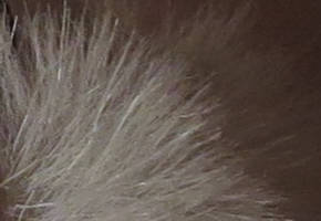 Canon PowerShot SX50 HS: překvapivá kombinace