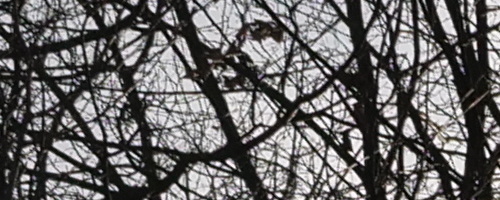 Panasonic Leica DG Vario-Summilux 10-25mm F1.7 ASPH.