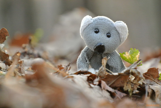 Fotíme s Koalou: Sluneční clona