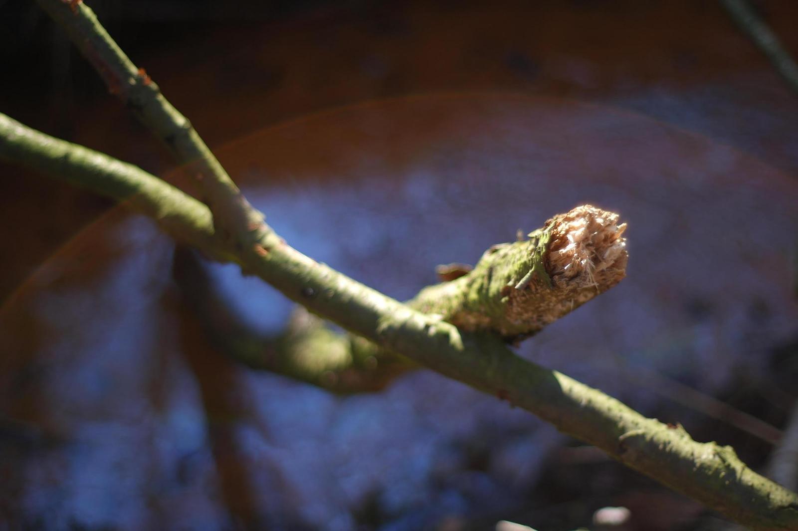 Olympus OM G.Zuiko 50mm f/1.4 "silver-nose"