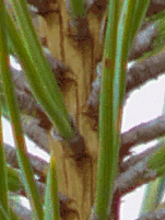 Panasonic Lumix DMC–FZ10: Vlajková loď s optikou Leica