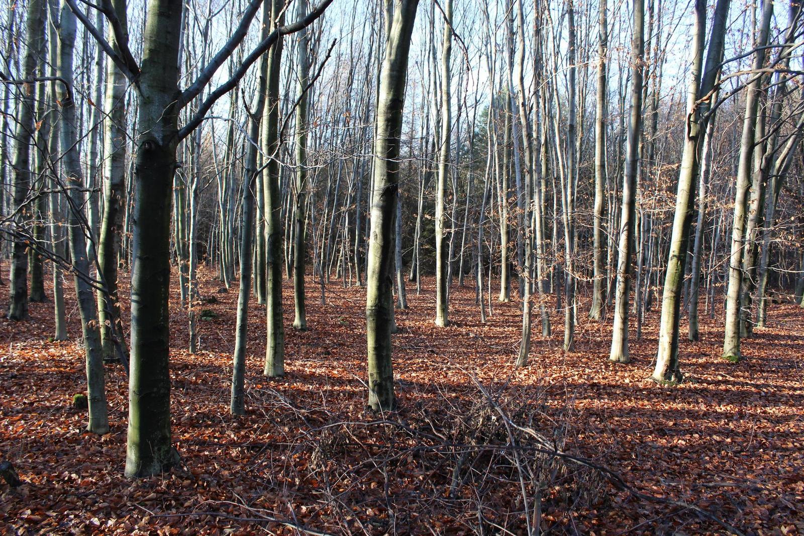 Canon EOS 1200D: vylepšený základ