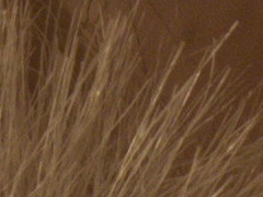 Canon EOS 600D: pokračování rodové linie