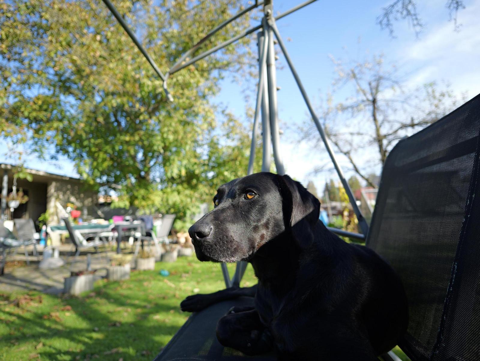 Panasonic Leica Summilux DG 9mm f/1.7 ASPH.