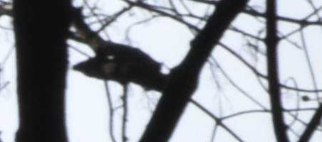 Nikon AF-S DX NIKKOR 16-85mm f/3.5-5.6G ED VR