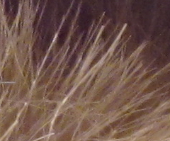 Canon PowerShot G11: géčko, o jakém jsme snili