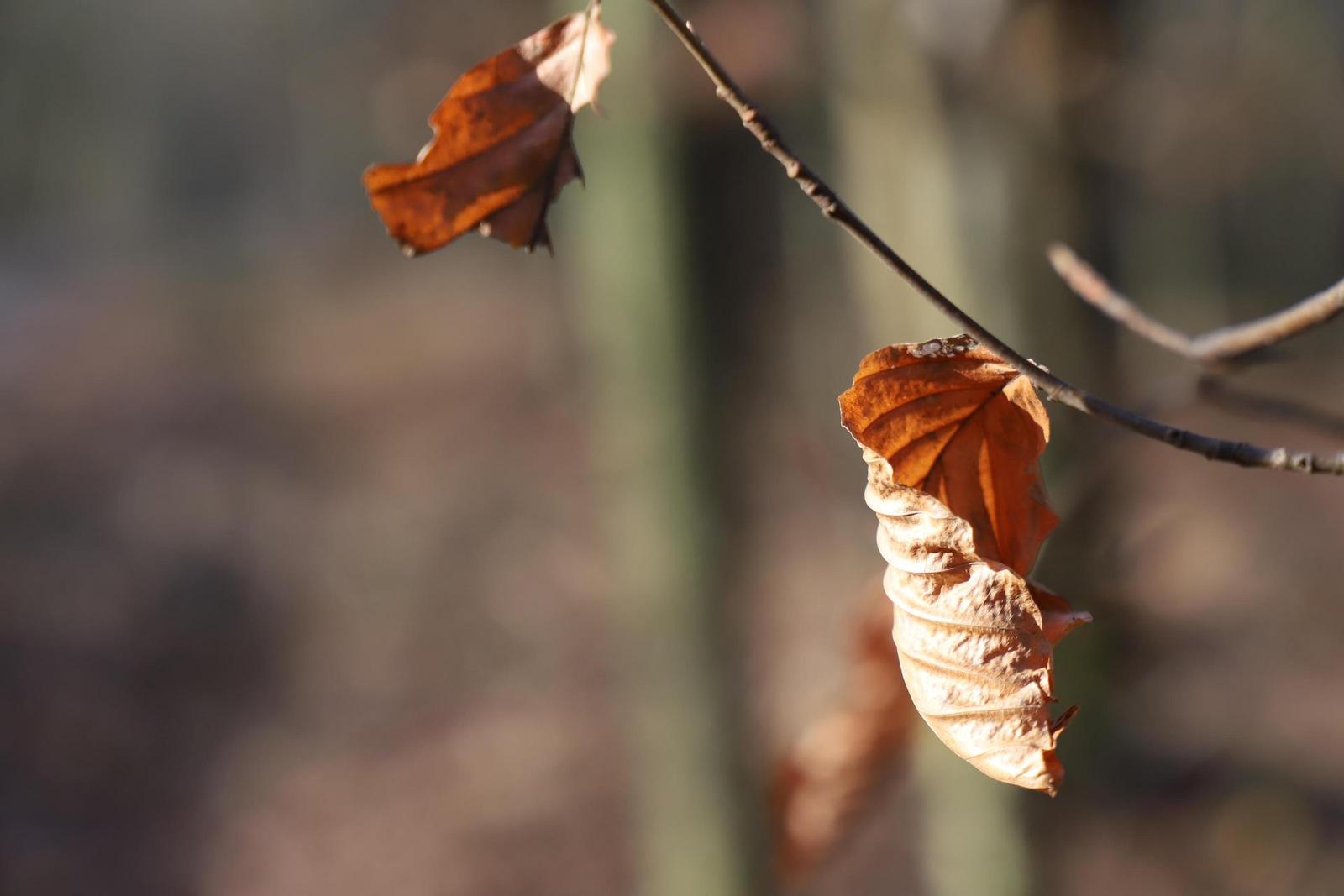 Canon EF 24-105mm 1:3.5-5.6 IS STM