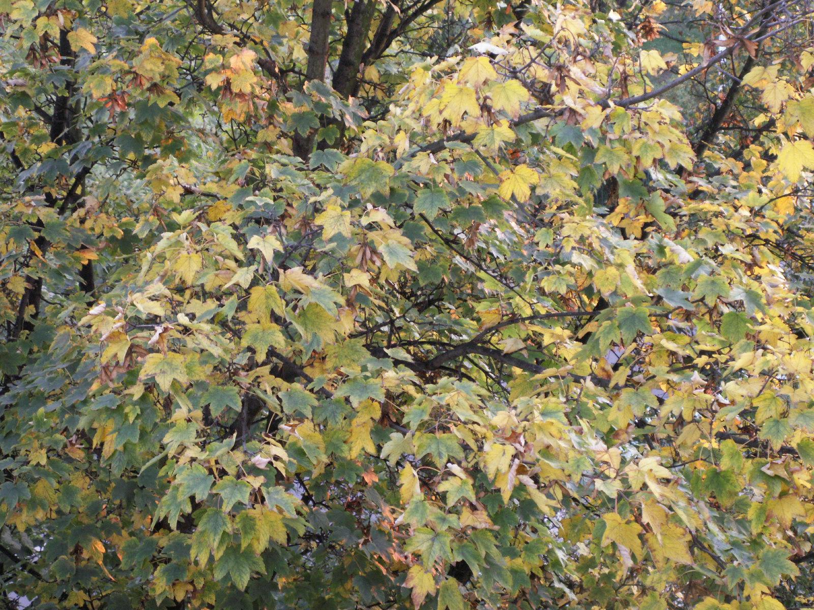 Zetko už se šesti miliony