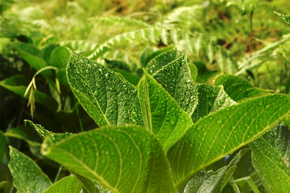 Tipy a Triky nejen pro začátečníky, díl 5. - Fotografujeme na jaře