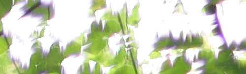 Canon EF 50mm f/1.4 USM