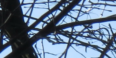 Canon PowerShot SX50 HS: překvapivá kombinace