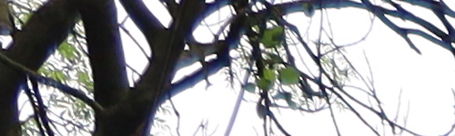 Canon RF 24-105mm f/4 L IS USM