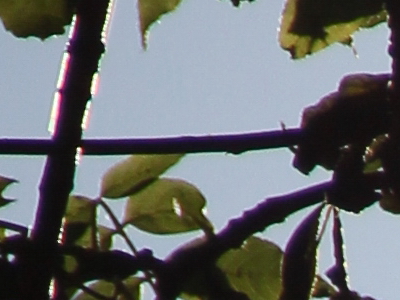 Canon EOS 550D: třídní premiant