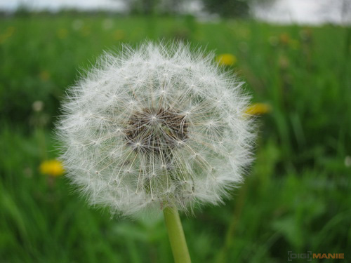 Canon PowerShot S90: malý zázrak