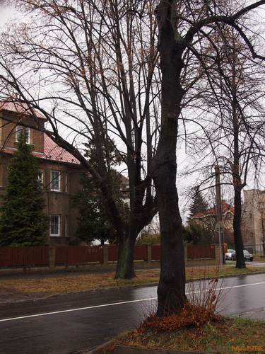 Olympus M.Zuiko Digital 14-42mm 1:3,5-5,6 II R