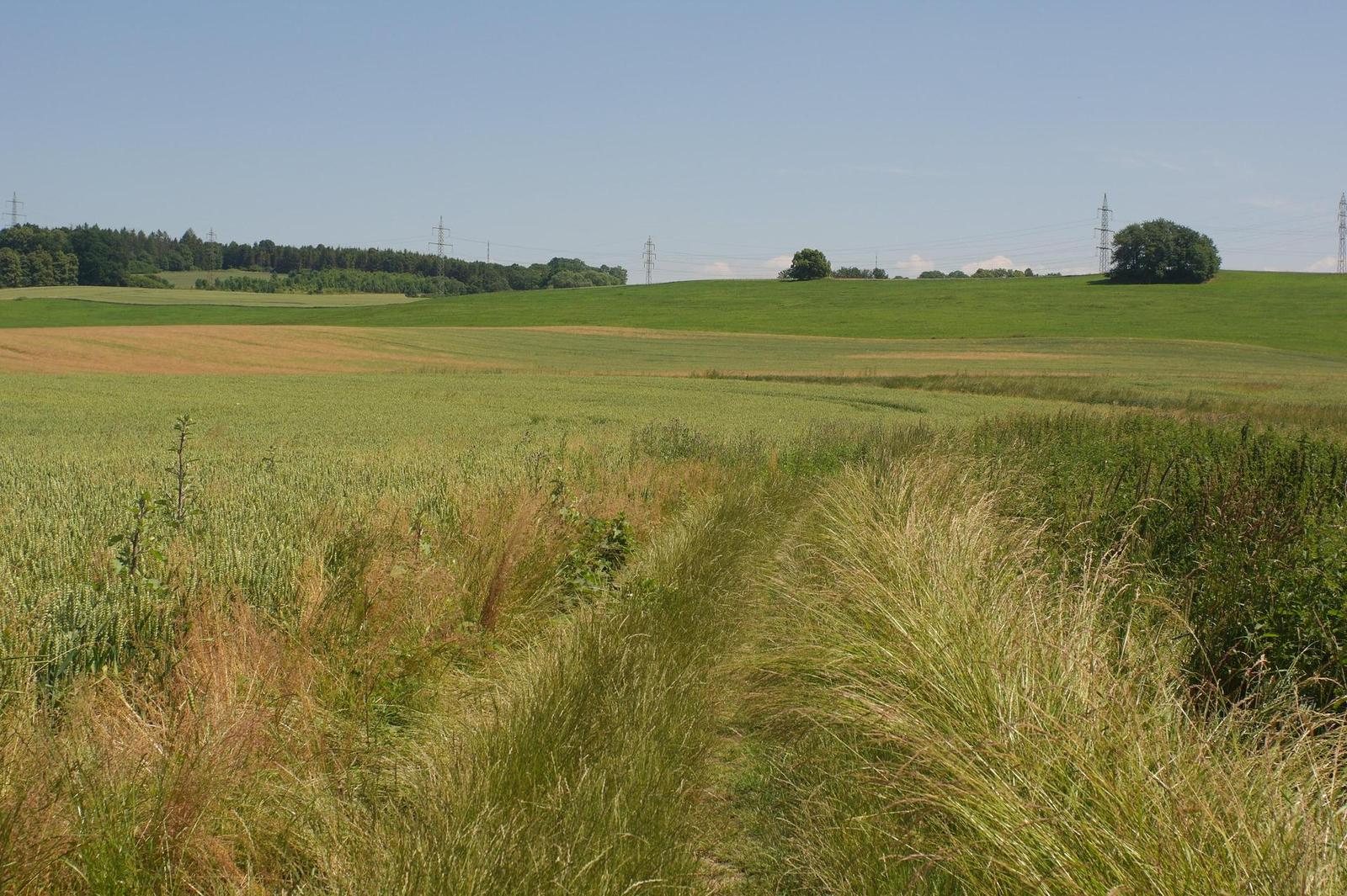 Canon FL 35mm 1:2.5 (FL/FD)