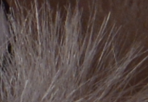 Nikon D600: vynikající vstup do světa full frame