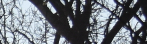 Nikon AF-P NIKKOR 18-55mm f/3.5-5.6G VR