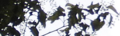 Nikon Coolpix B700: přírodovědec