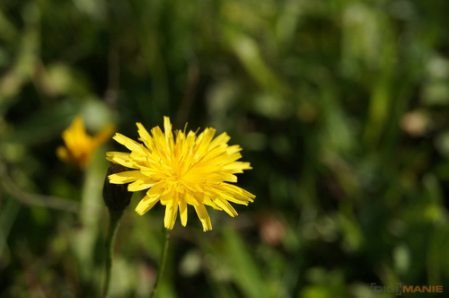 Sony SLT-A33: přesvědčivý revolucionář