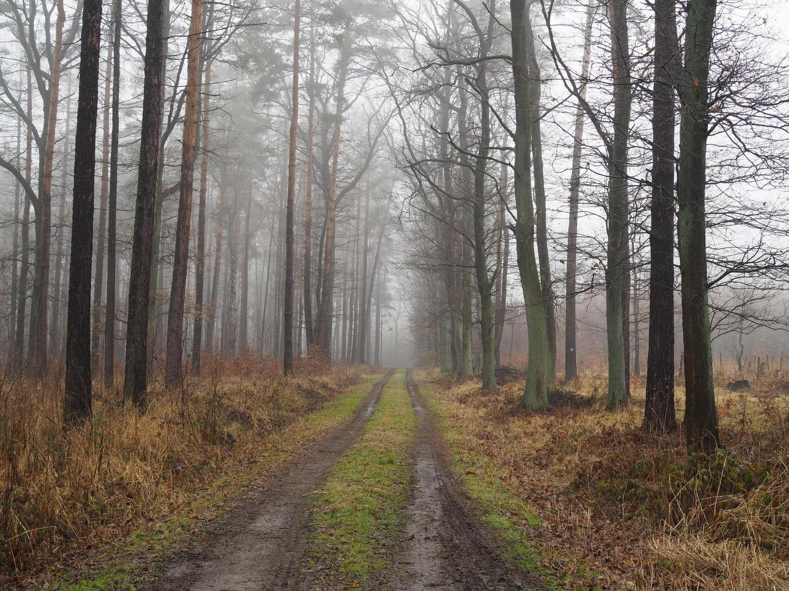 Olympus M.Zuiko Digital 25mm 1:1.8