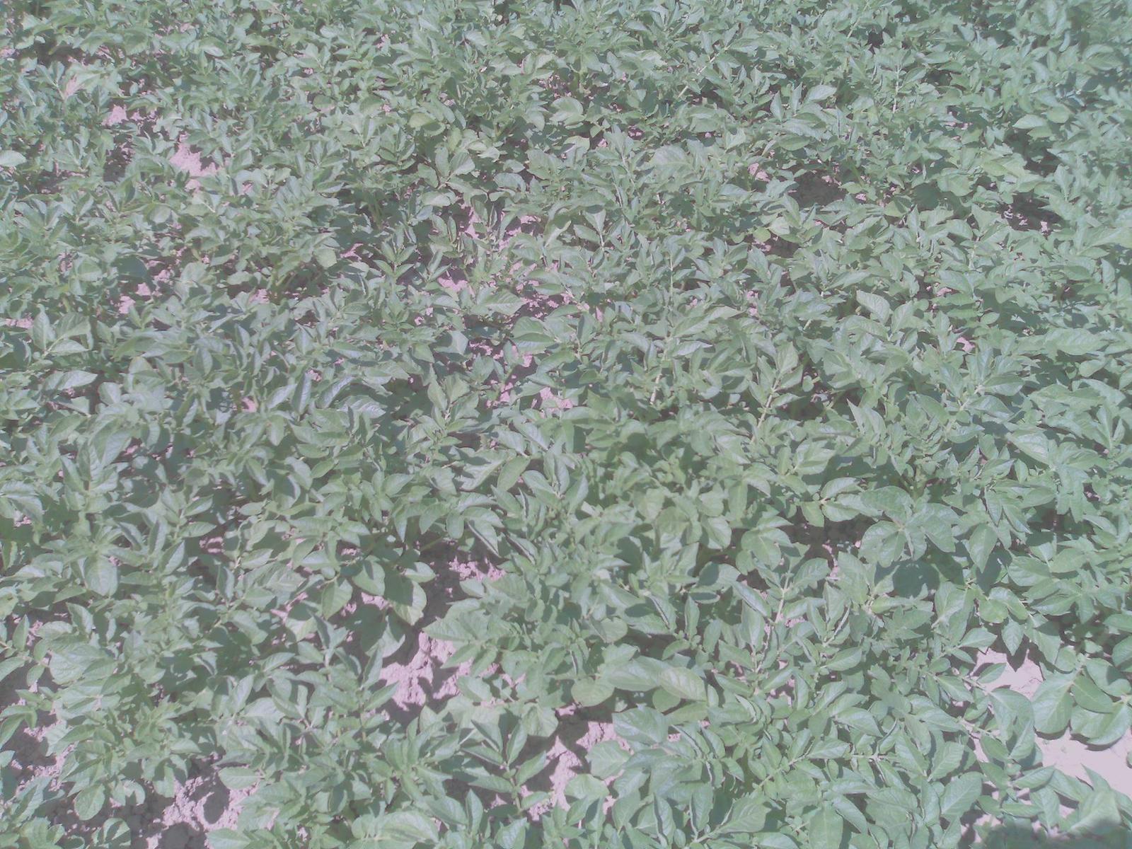 Nokia N80 - jak fotí 3megapixelový fotomobil?