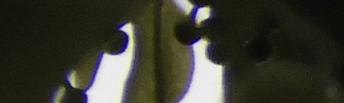 Nikon Coolpix B700: přírodovědec