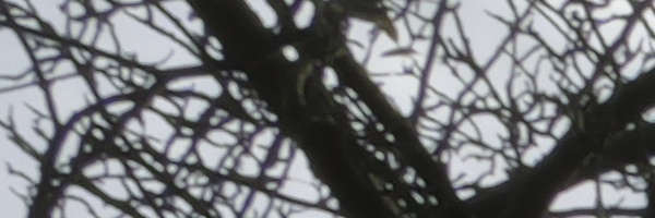 Panasonic Leica DG Vario-Elmarit 12-35mm / F2.8 ASPH. / Power O.I.S