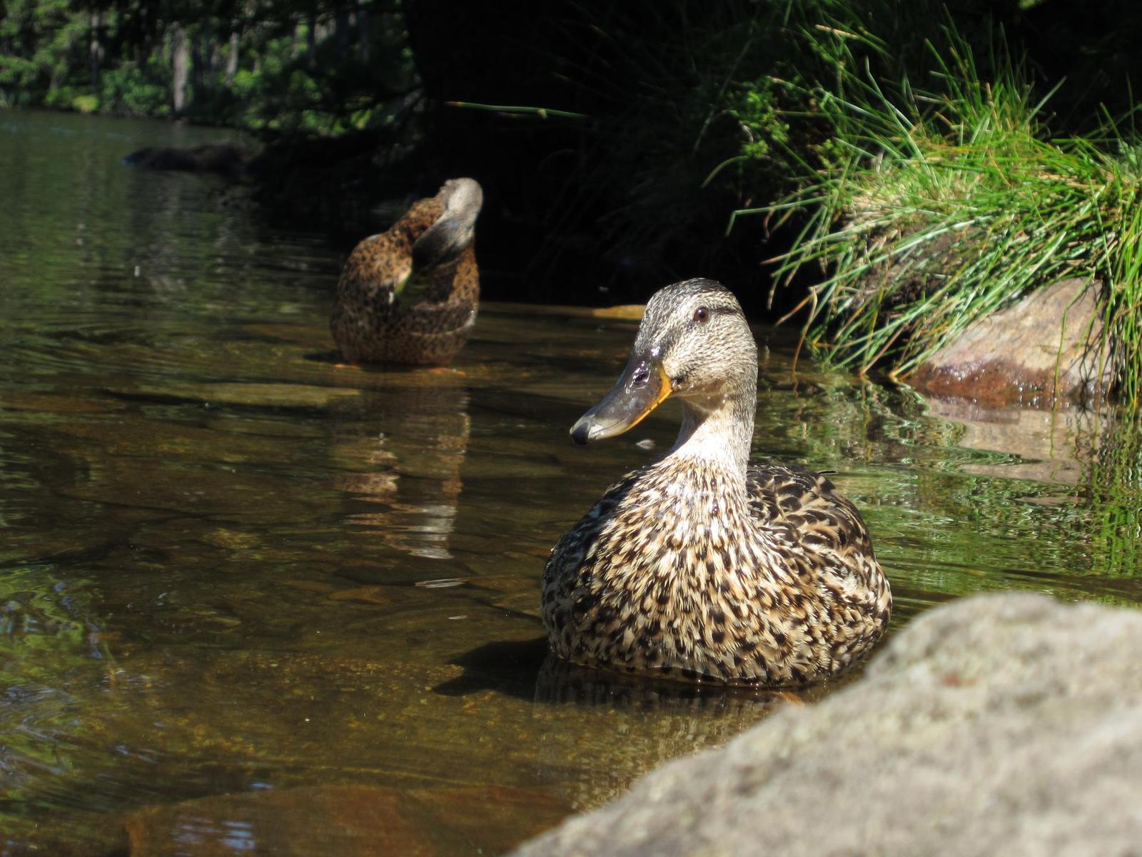 Canon IXUS 300 HS: superstylovka i pro náročné