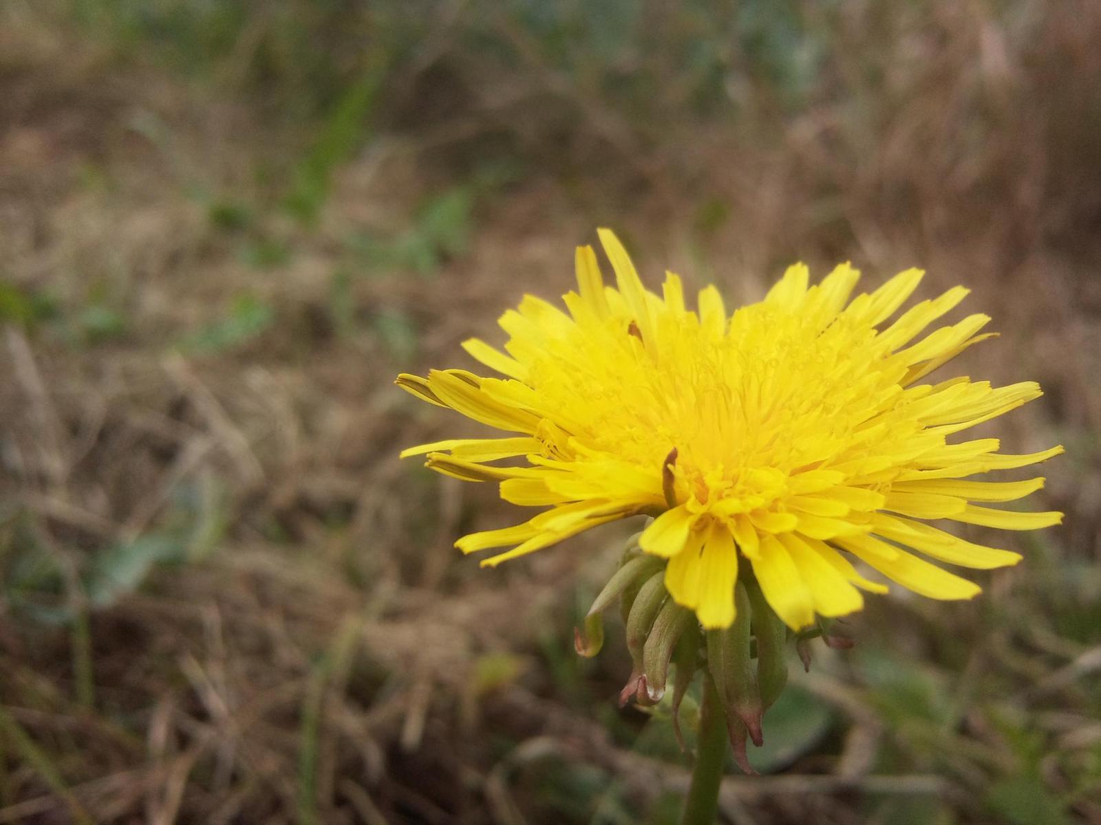 Samsung I8910 HD: dotyková placka