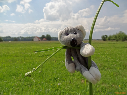 Fotíme s Koalou: Zoom a perspektiva