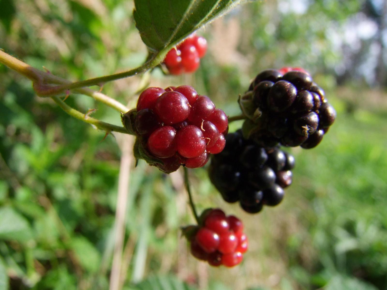 Fujifilm S100FS: jde zrcadlovkám po krku