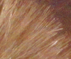 Sony SLT-A33: přesvědčivý revolucionář