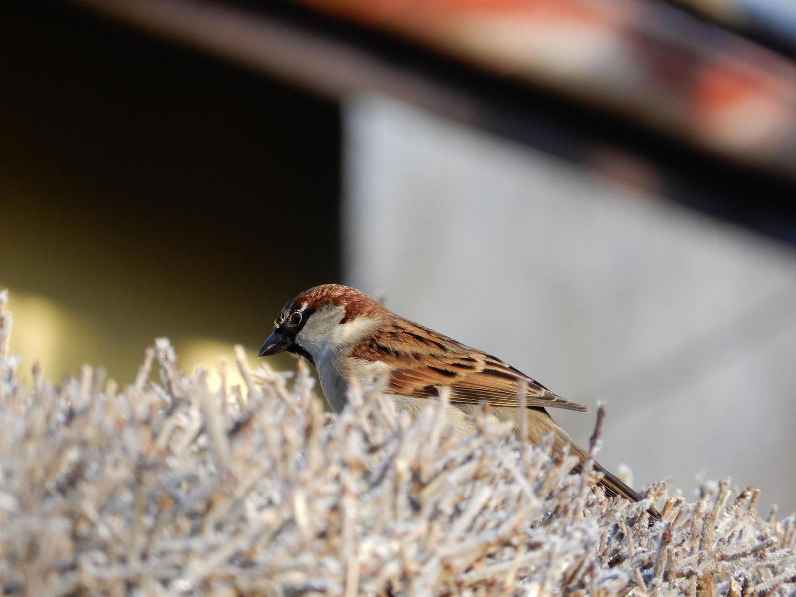 Nikon Coolpix A900: 4K do kapsy