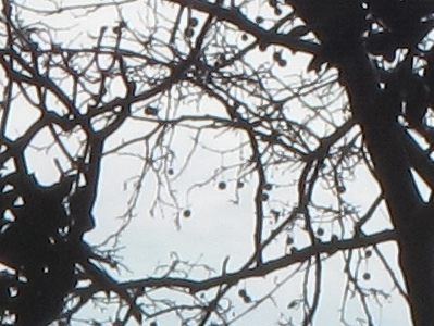 Canon PowerShot G10: stále mezi nejlepšími