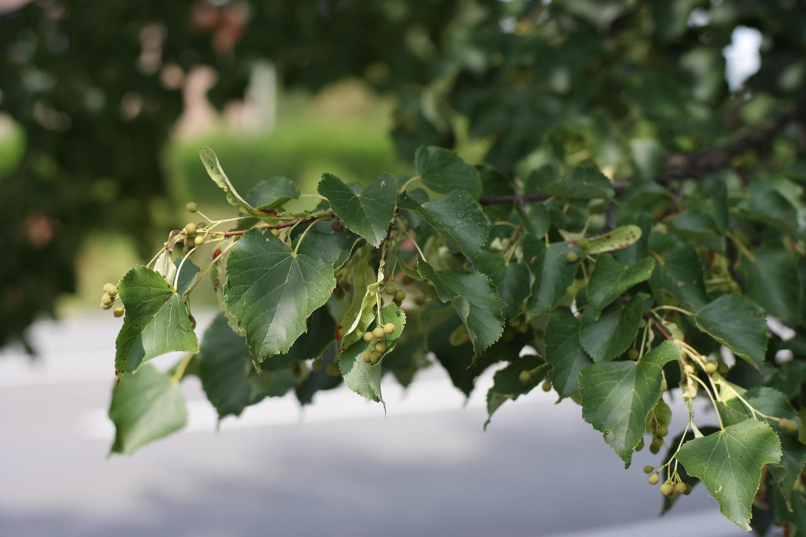 Olympus OM G.Zuiko 50mm f/1.4 "silver-nose"