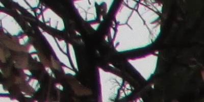 Canon PowerShot SX500 IS: fotící stroj času